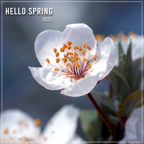 Hello Spring (2022)
